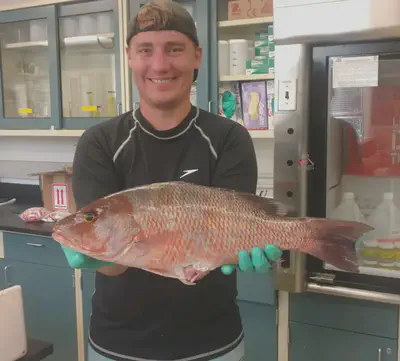 Gray snapper (*Lutjanus griseus*) are an abundant and ubiquitous species of reef-associated fish that inhabit much of the subtropical to tropical Western Atlantic, including the Gulf of Mexico. This specimen was collected for a study comparing fish production on natural and artificial reefs on the West Florida Shelf.