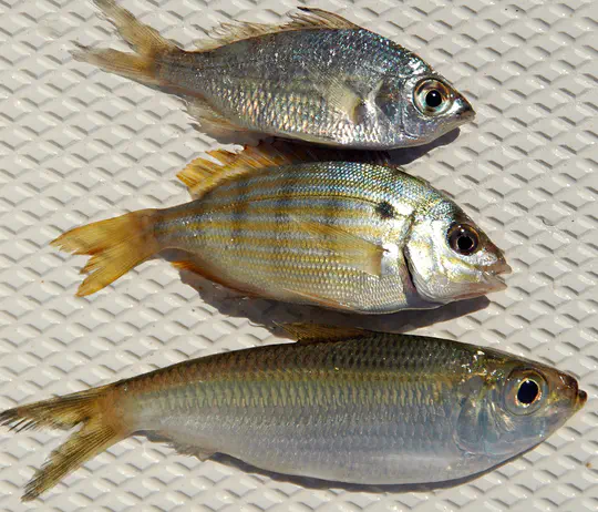 Community dynamics of estuarine forage fishes