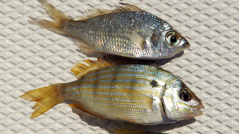 Community dynamics of estuarine forage fishes