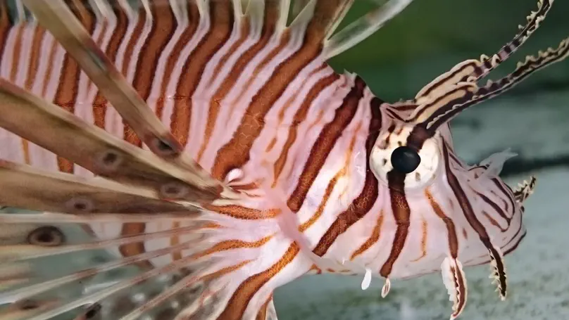 Feeding ecology of invasive lionfish (Pterois volitans and Pterois miles) in the temperate and tropical western Atlantic