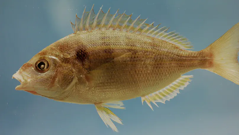 Population dynamics of Pinfish in the eastern Gulf of Mexico