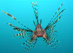 A brief description of invasive lionfish (Pterois sp.) diet composition in the Arrecifes de Cozumel National Park