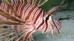 Feeding ecology of invasive lionfish (Pterois volitans and Pterois miles) in the temperate and tropical western Atlantic